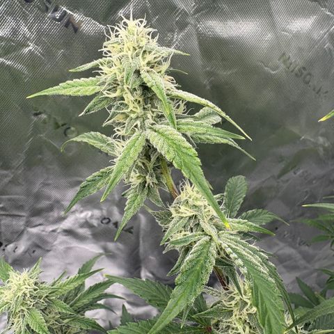 Blue Dream Auto growlog timeline photo