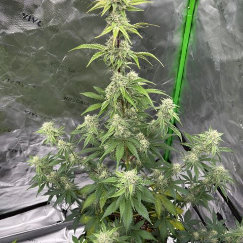 Blue Dream Auto growlog timeline photo
