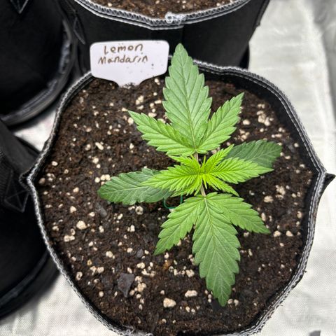Lemon Mandarin  growlog timeline photo