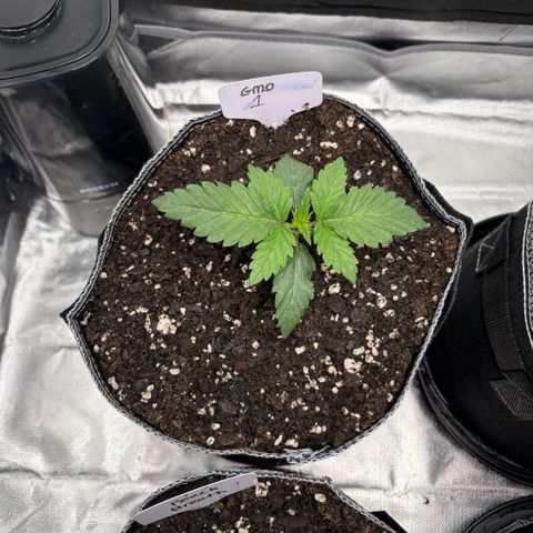 GMO Cookies 1 growlog timeline photo