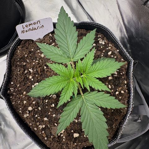 Lemon Mandarin  growlog timeline photo