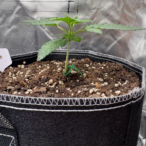 Lemon Mandarin  growlog timeline photo