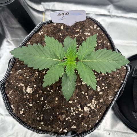 GMO Cookies 1 growlog timeline photo