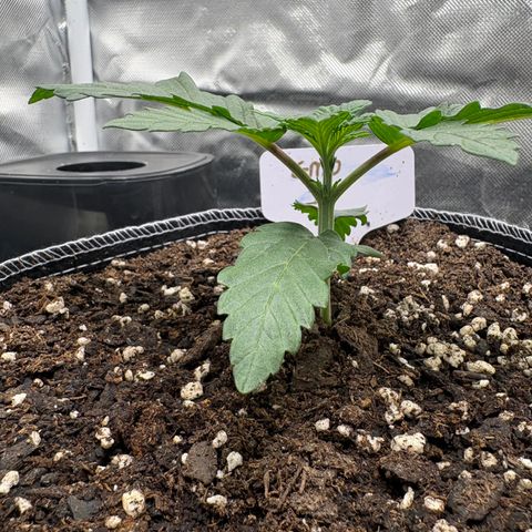 GMO Cookies 1 growlog timeline photo