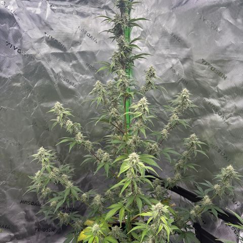 Blue Dream Auto growlog timeline photo
