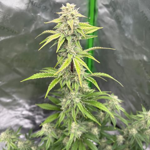 Blue Dream Auto growlog timeline photo