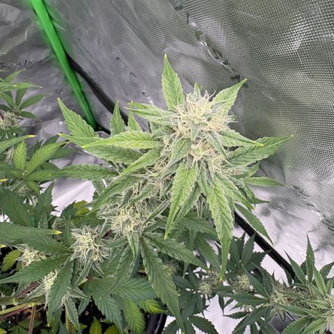 Blue Dream Auto growlog timeline photo