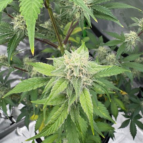 Blue Dream Auto growlog timeline photo