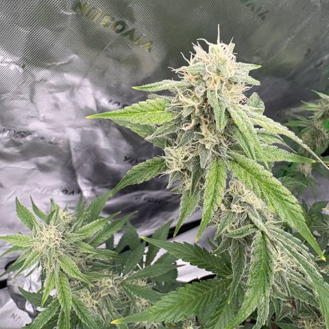 Blue Dream Auto growlog timeline photo