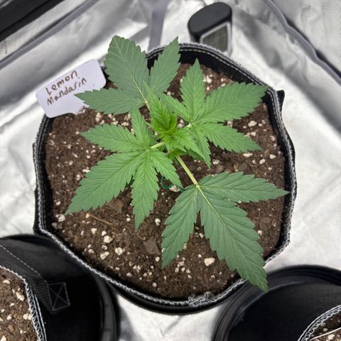 Lemon Mandarin  growlog timeline photo