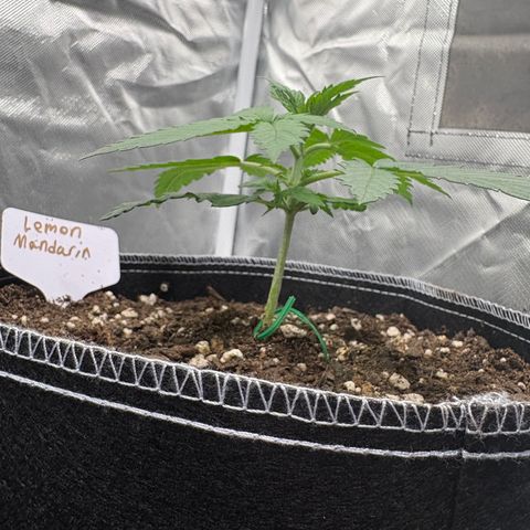 Lemon Mandarin  growlog timeline photo