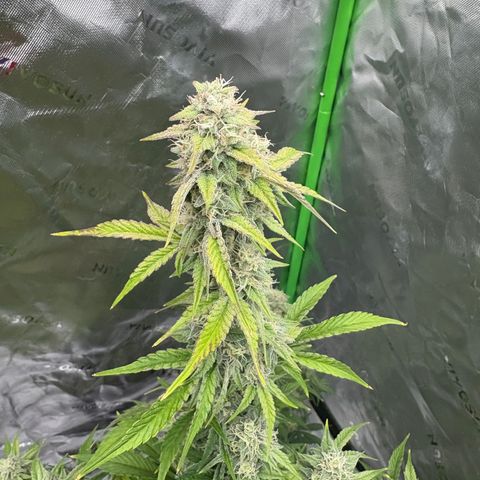 Blue Dream Auto growlog timeline photo