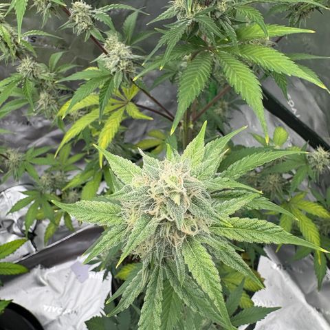 Blue Dream Auto growlog timeline photo