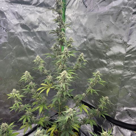 Blue Dream Auto growlog timeline photo