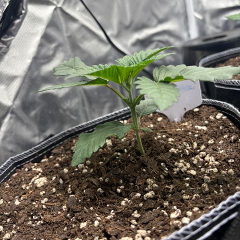 GMO Cookies 1 growlog timeline photo