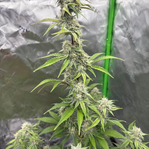 Blue Dream Auto growlog timeline photo