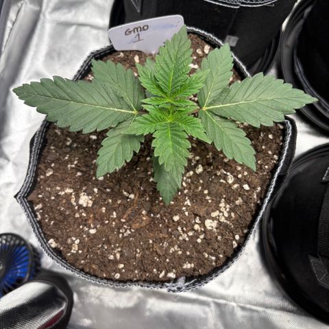 GMO Cookies 1 growlog timeline photo