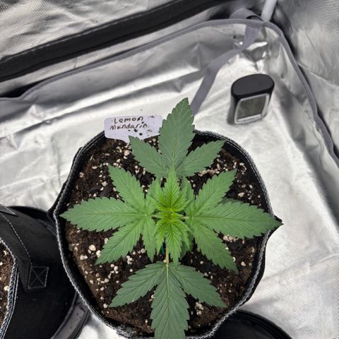 Lemon Mandarin  growlog timeline photo