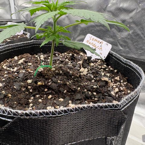 Lemon Mandarin  growlog timeline photo