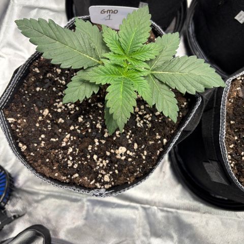 GMO Cookies 1 growlog timeline photo