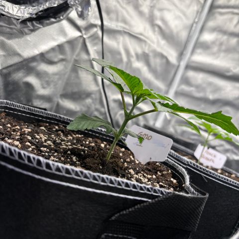 GMO Cookies 1 growlog timeline photo