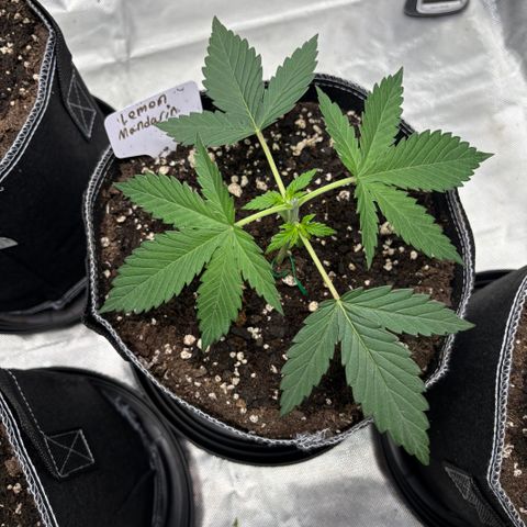 Lemon Mandarin  growlog timeline photo