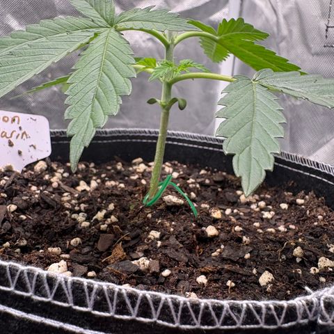 Lemon Mandarin  growlog timeline photo