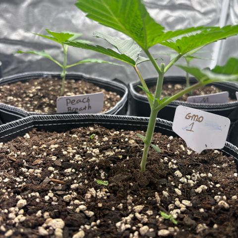 GMO Cookies 1 growlog timeline photo