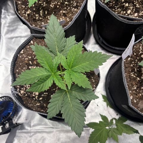 GMO Cookies 1 growlog timeline photo