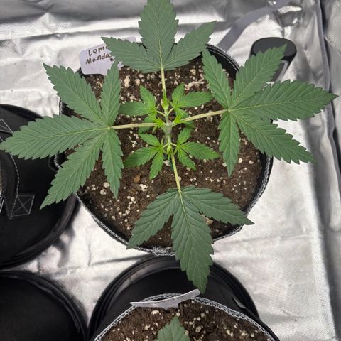 Lemon Mandarin  growlog timeline photo