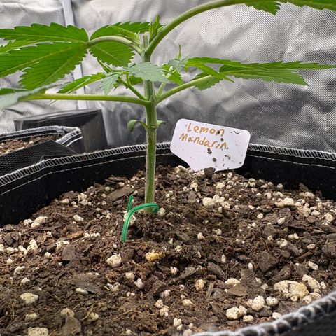Lemon Mandarin  growlog timeline photo