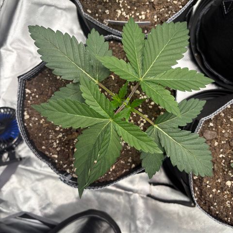 GMO Cookies 1 growlog timeline photo