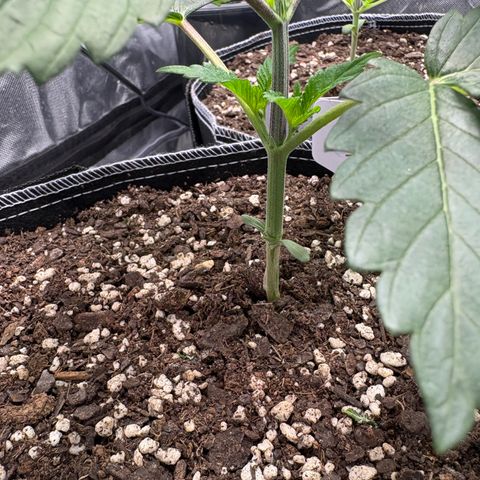 GMO Cookies 1 growlog timeline photo