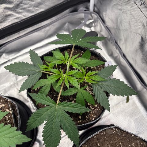 Lemon Mandarin  growlog timeline photo