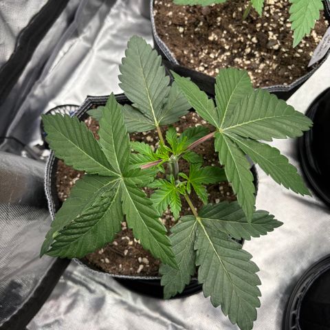 GMO Cookies 1 growlog timeline photo