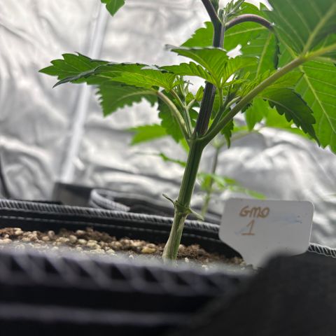 GMO Cookies 1 growlog timeline photo