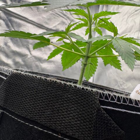 Lemon Mandarin  growlog timeline photo