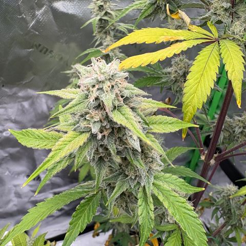 Blue Dream Auto growlog timeline photo