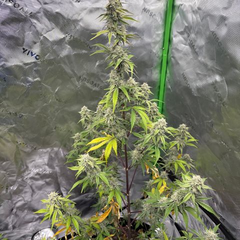 Blue Dream Auto growlog timeline photo