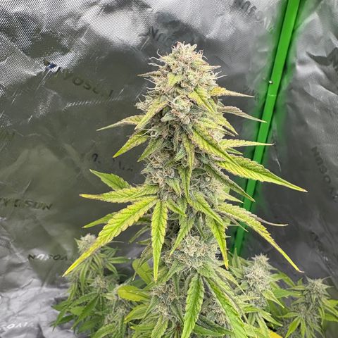 Blue Dream Auto growlog timeline photo