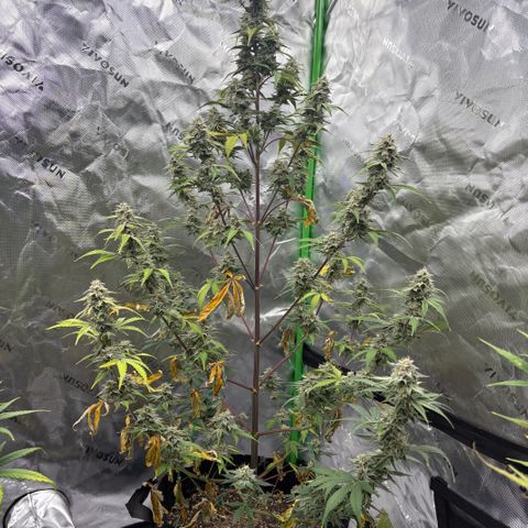 Blue Dream Auto growlog timeline photo