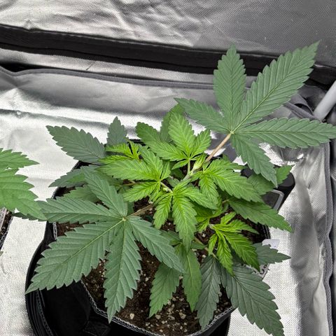Lemon Mandarin  growlog timeline photo