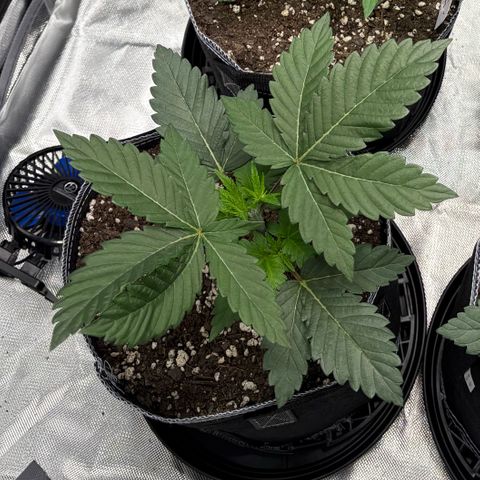 GMO Cookies 1 growlog timeline photo