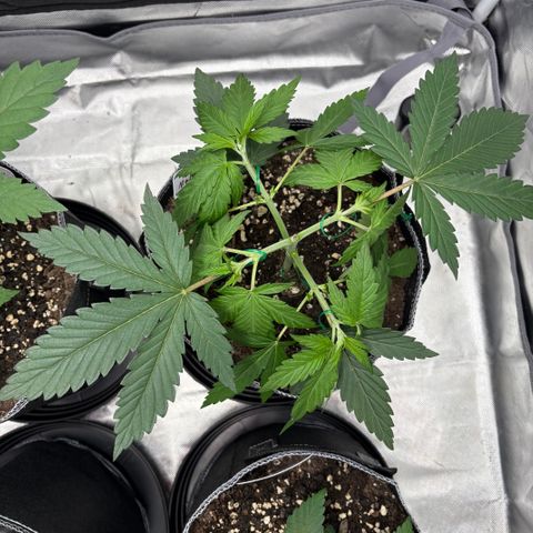 Lemon Mandarin  growlog timeline photo