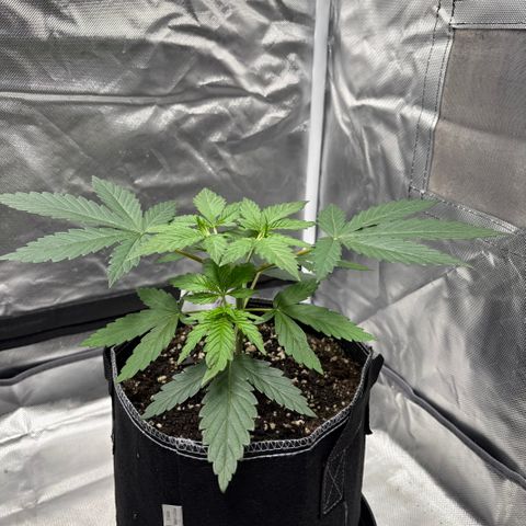 Lemon Mandarin  growlog timeline photo
