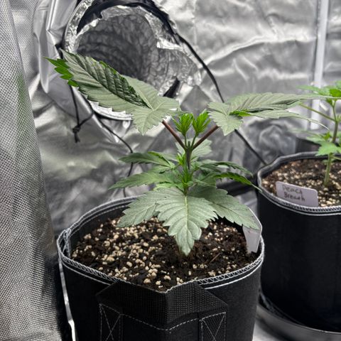 GMO Cookies 1 growlog timeline photo