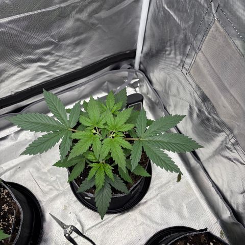 Lemon Mandarin  growlog timeline photo