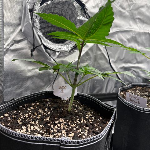 GMO Cookies 1 growlog timeline photo