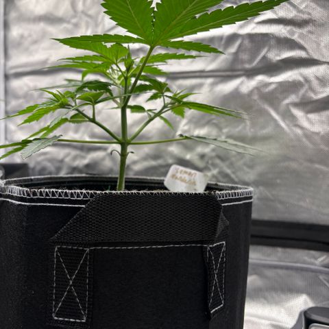 Lemon Mandarin  growlog timeline photo