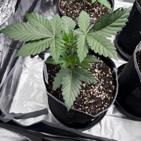 GMO Cookies 1 growlog timeline photo